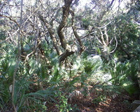 116 - Cocoa Beach park